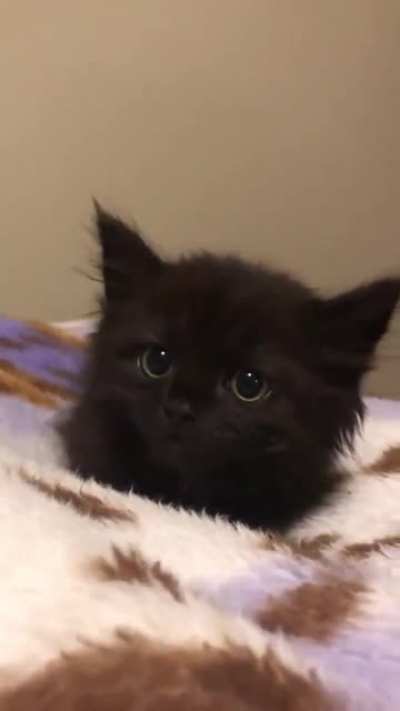 Look at those ears