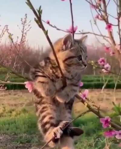 Котик