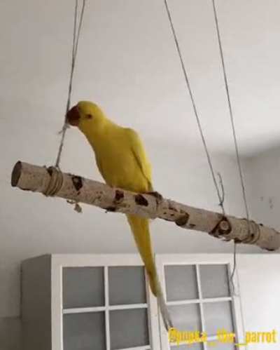 Party Crasher