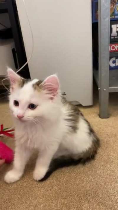 Is it a yell or a squeak when they’re this small?