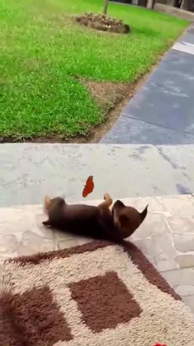 have you ever seen a butterfly playing with a puppy before? well now you have
