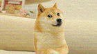 doge becomes his idol