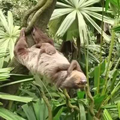 Sloth defying gravity