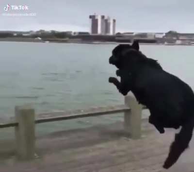 Poor doggo