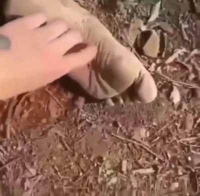 Tickle tickle