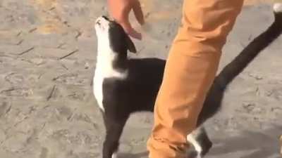 Fofo