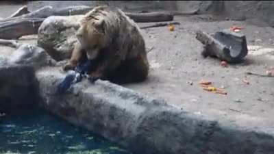 Bear rescues a drowning crow