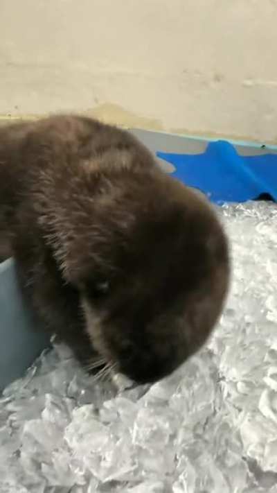 baby otter crunching on ice