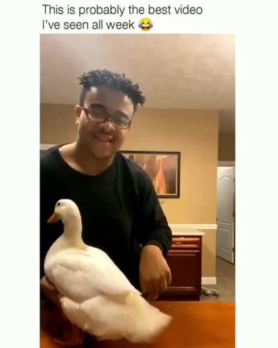 i want a pet goose nowww😂