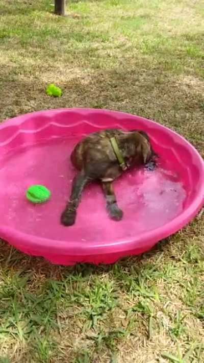 Kept emptying the cat's water dish, decided to get him a wading pool.