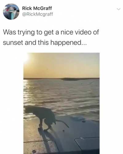 Puppy poop deck