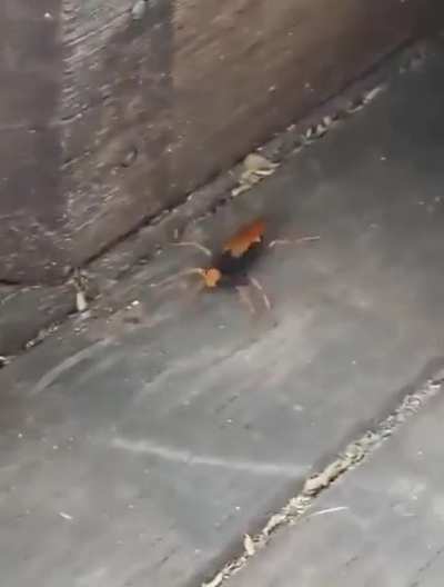 Spider Wasp against a Huntsman Spider.