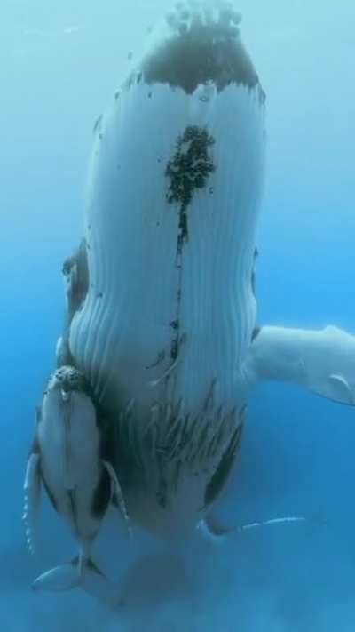 Calves of humpback whale stay near their mothers for up to 1 year before weaning. Mothers are protective of their calves, swimming closely and often touching them with their flippers. In this video You can hear the whale song of a distant male filling the