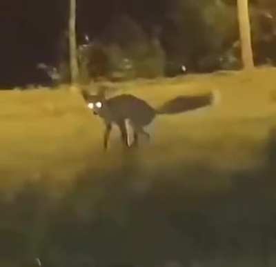Shupacabra