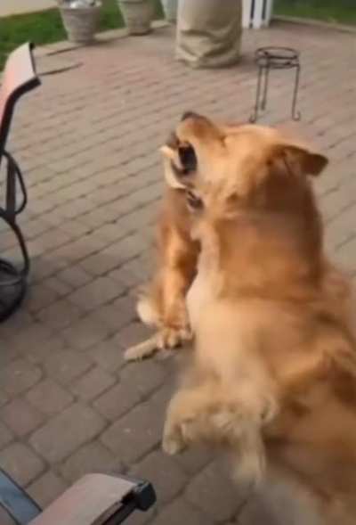 1 bread . 2 dogs .