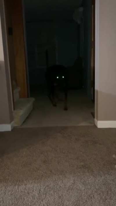 Steven the ghostly dog...