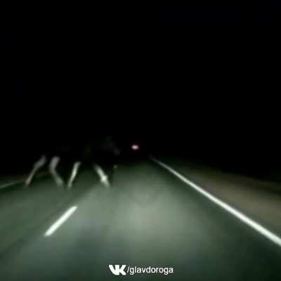 Car crashes into a moose. Both the driver and the passenger died on the spot.