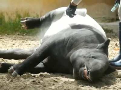 Tapir salon day | From @t.m.0603 on Instagram