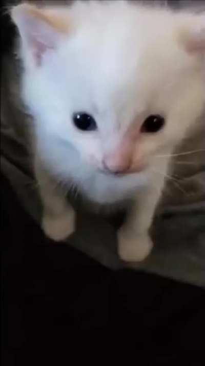 hi herbert EEEEE-