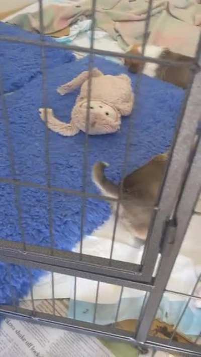 Let him freeeeeeeee