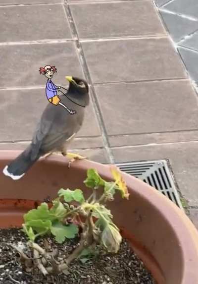 Boris has a new bird