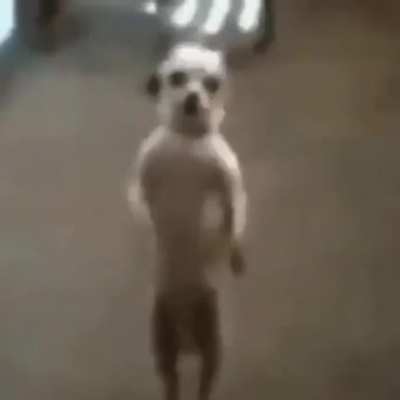 Dogo