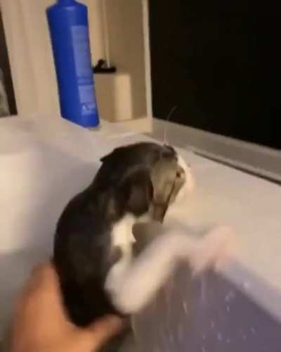 Slippery paws.