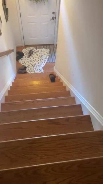 i just think everyone deserves to see this video of my ferret going down the stairs... that’s all