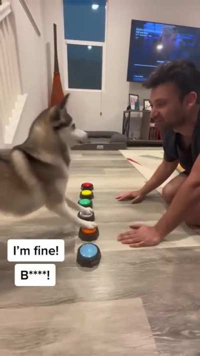 Cachorro sincero