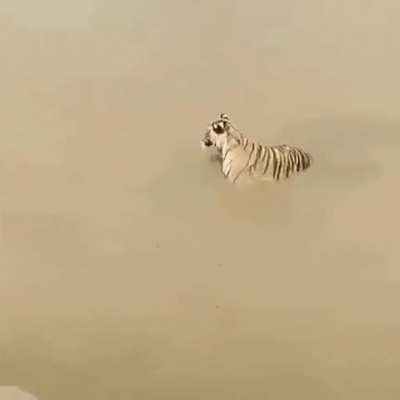 Tiger stalks a clueless duck