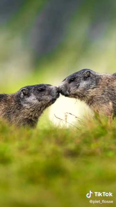 Marmot photo shoot
