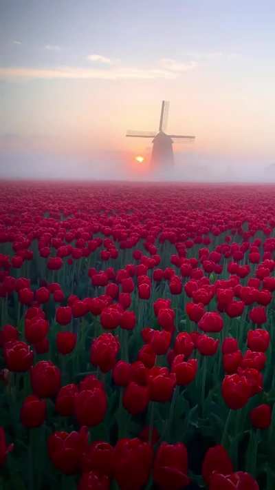 Mesmerizing tulip fields in Netherlands