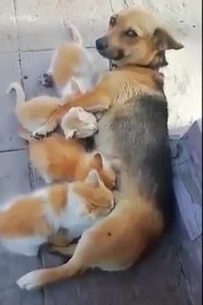 Mothers' Instinct