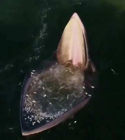 Eden's whale trap