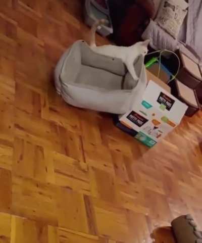 My Bed Belongs In My Box!