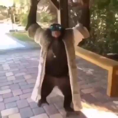 Ah YES, MONKE