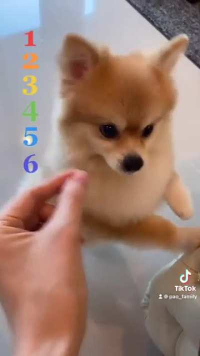 give your dog imaginary treats until they realize