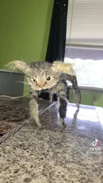 TIH taxidermy cats