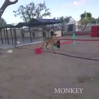 This dog is amazing