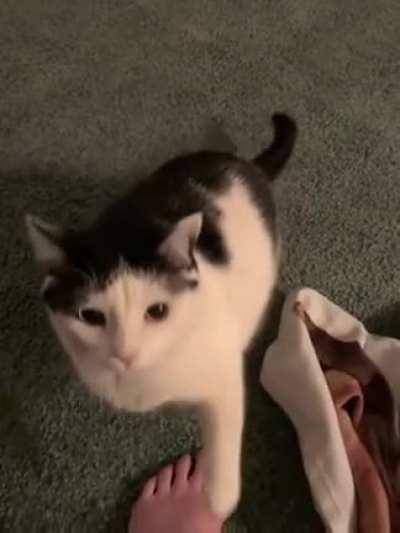 if only I had a cat like this