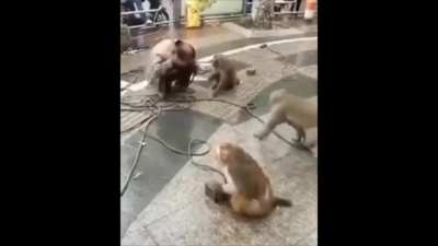 Monke unite