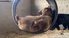 A bear in a swing with all his bear necessities, while we all worry about corona