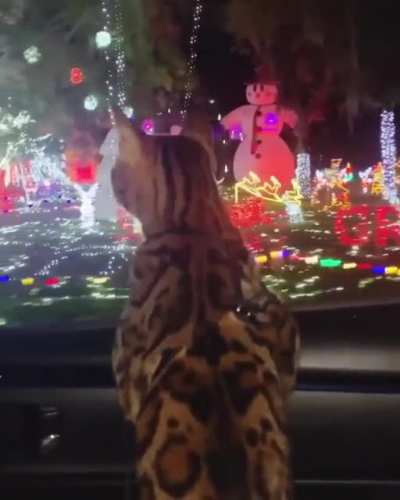 Meow_irl