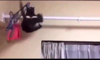 The high and mighty Shadow Simba.!
