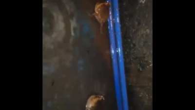 luta de sapo