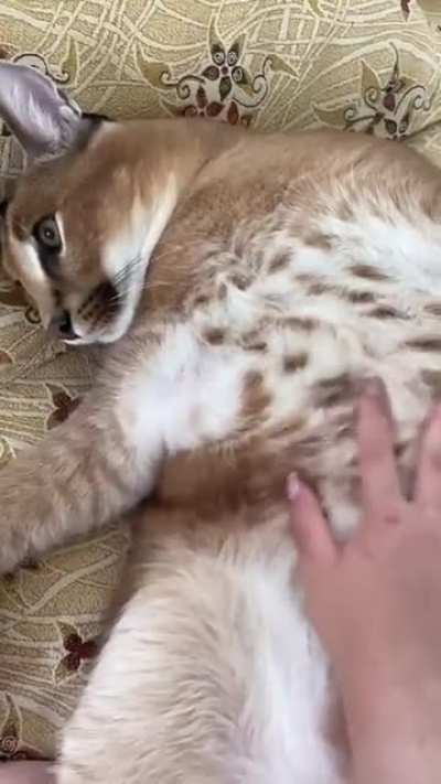 Eu não amo apenas o bingus , também gosto do floppa 😍😍