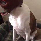 Devil dog