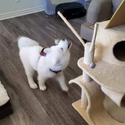 I've lost all track of time... I hope the cats are as fun as their toys!