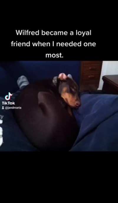The Dog who saved my life...