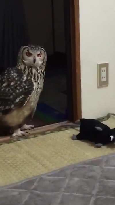 Wunk is unamused